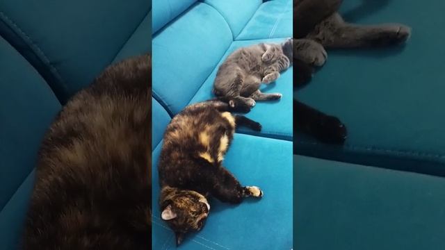Делают вид, что не понимают, о чем речь #котики #милота #кот #наглыйкот