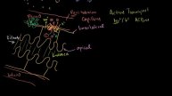 Secondary Active Transport in the Nephron in Bangla