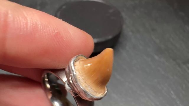 Кольцо с зубом акулы