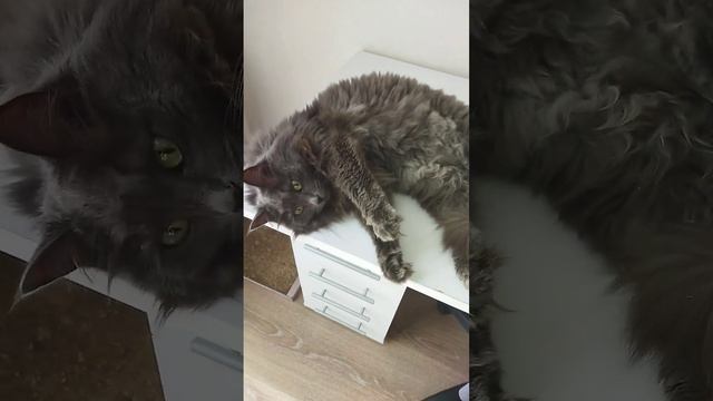 Шанхайский Барс #котики #пушистики