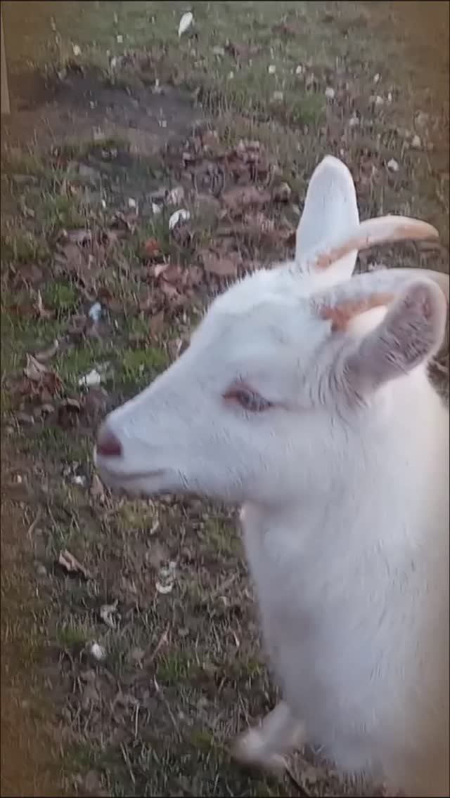 Пока В Селе Тепло.