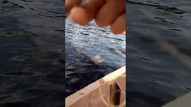 МАТРОСЫ НА МОРМЫШКУ #окунь