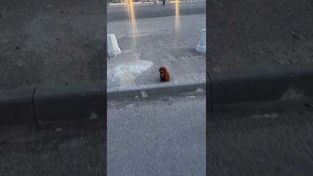 В инстаграме разобрала еще множество способов использования команды «Стой»! @gaw.gaw.school
