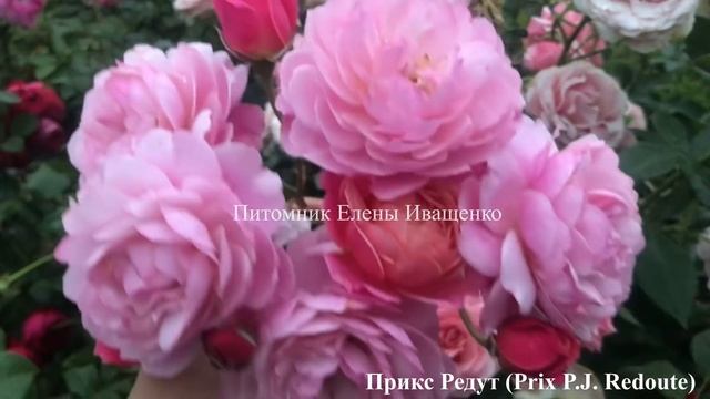 СТОЙКИЕ РОЗЫ для Средней Полосы