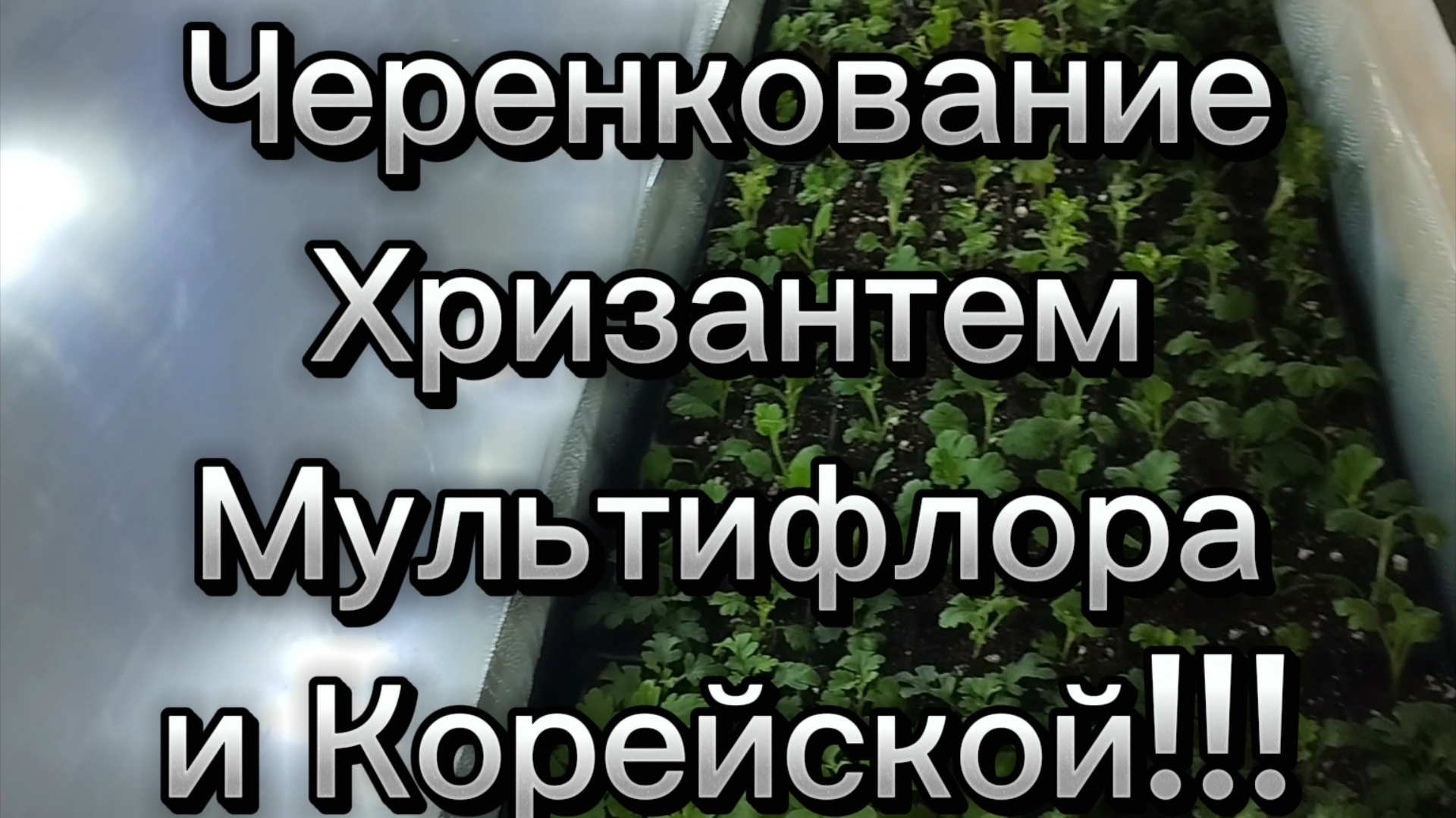 🪴Зимнее черенкование Хризантем Мультифлора и Корейской 🪴