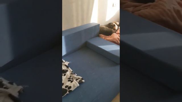 Ну очень сильно устали#котики #кошка #кот #мяу