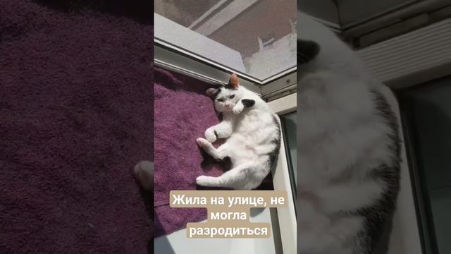 Счастливая история в 3-х предложениях #котики #милота #белыепушистые
