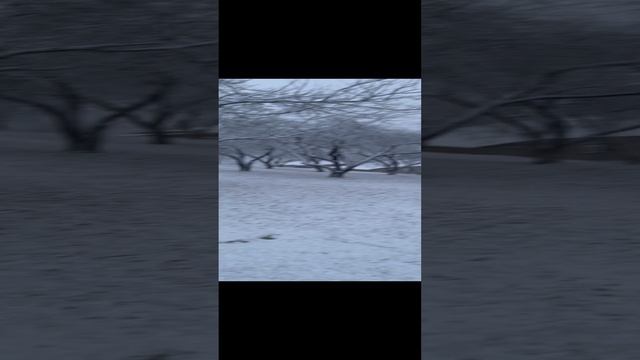 Снег ❄️