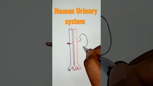 diagram of human urinary system // #diagram #human_urinary_system