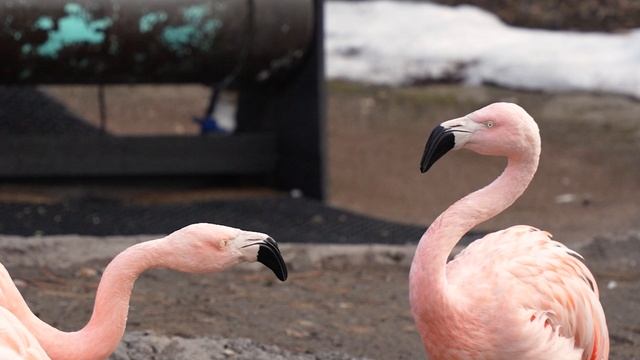20549798-uhd_3840_2160_24fps
