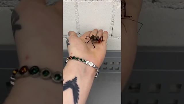 Размеры насекомых и их яиц
