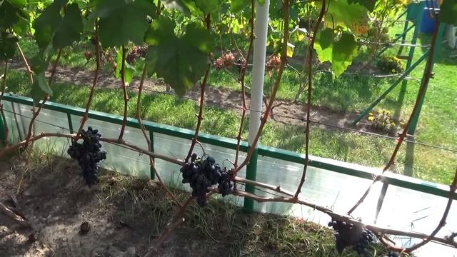 В гостях у виноградаря Юрия Стражева. 31 августа 2024 года. Город ЛИДА.