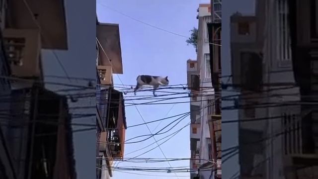 Зачем котам девять жизн