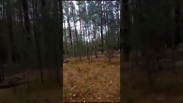Осень не желает  уходить...Видео Светланы Дроботенко