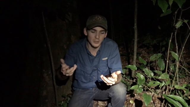 GIANT ROACH! face for scale (Megaloblatta blaberoides)