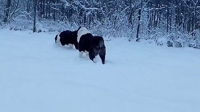 Алабай рады первому снегу, и так много его сразу выпало👍 08.12.2024
