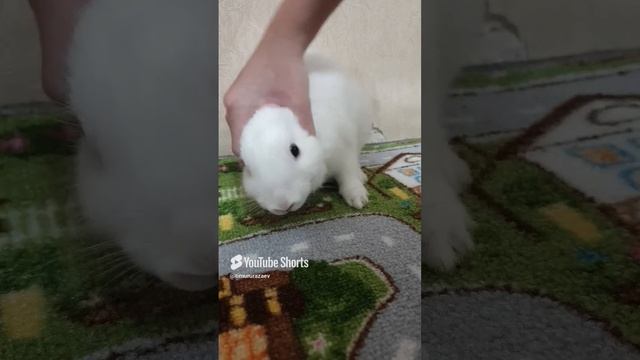 Кролик похожий на Пинки #спрунки #кролик.mp4