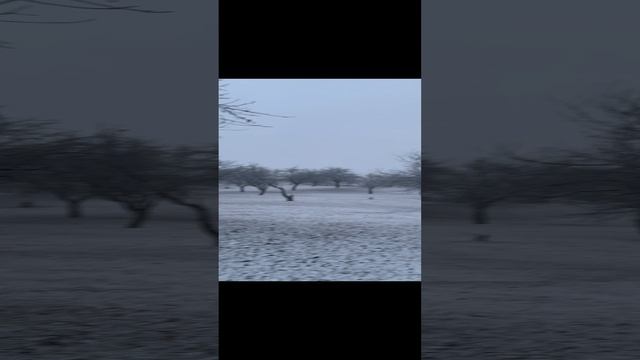 Снег❄️☃️