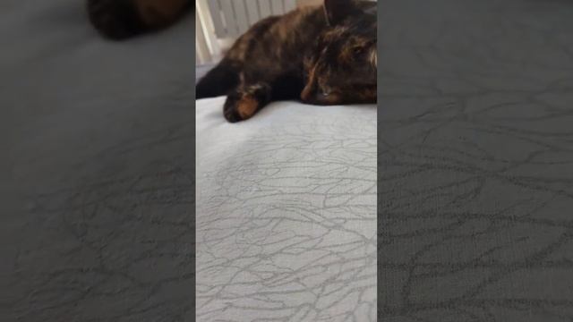 Да что вы знаете об опасности  #котики #приколы #милота