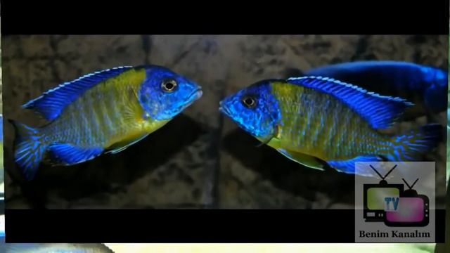 Aulonocara stuartgranti blue neon karma akvaryumlar için güzel seçim