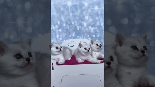 Шиншилловые кошечки litter E