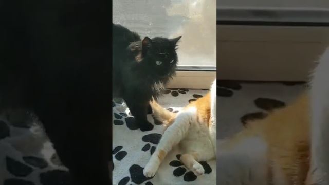 Я так и знала! #котики #милота #белыепушистые