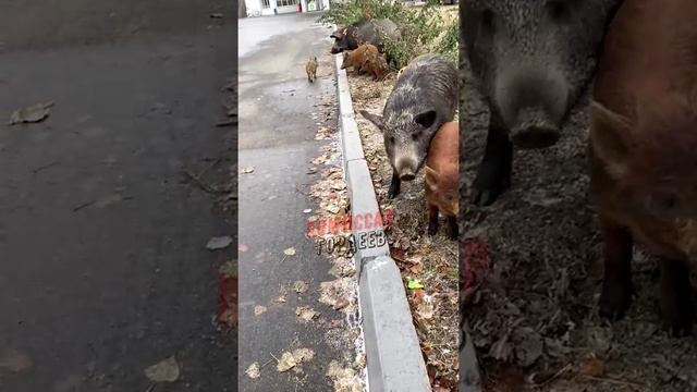 ТЦКашники остановились на заправке попить кавы🐷