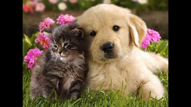 Исцеление домашних, диких и бездомных животных Ангелами Крияваспата. Альмин