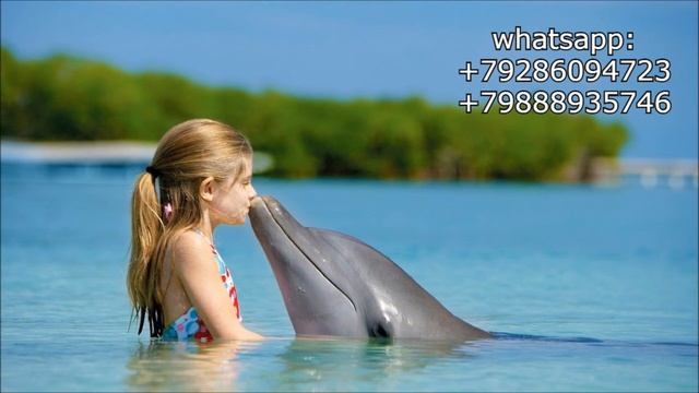 Цивилизация китообразных. Иная цивилизация рядом с нами. 18+
