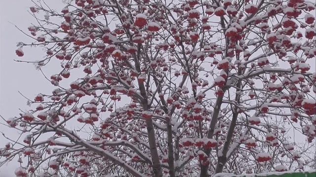 Мой фильм   Снежок-снежок, засыпал весь лужок