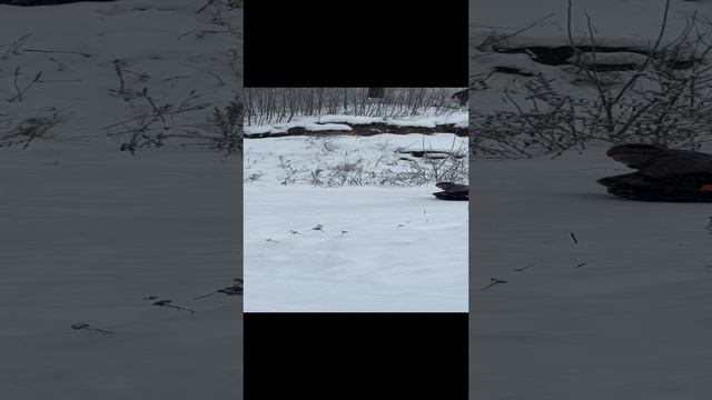 Зимние радости