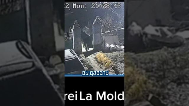 Молдаване ПОХИЩАЮТ ВОРОТА и бросают их на деревья