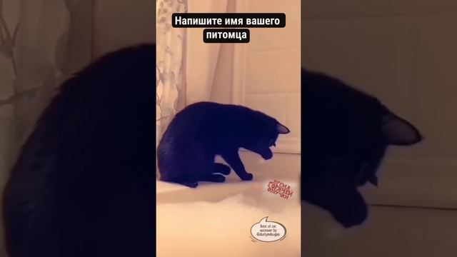 ПОДБОРКА СМЕШНЫХ КОТИКОВ ЧАСТЬ 2 😂