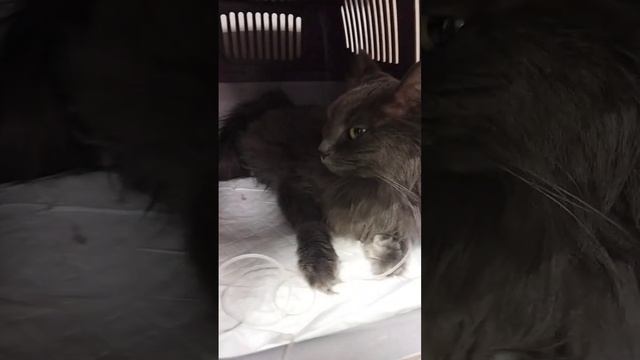 Как же страшно, когда они болеют #котики #пушистики #cat #ветклиника