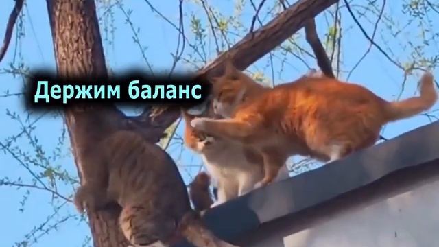 1000013038.mp4