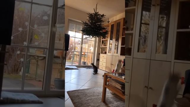 На потолке? Да легко!