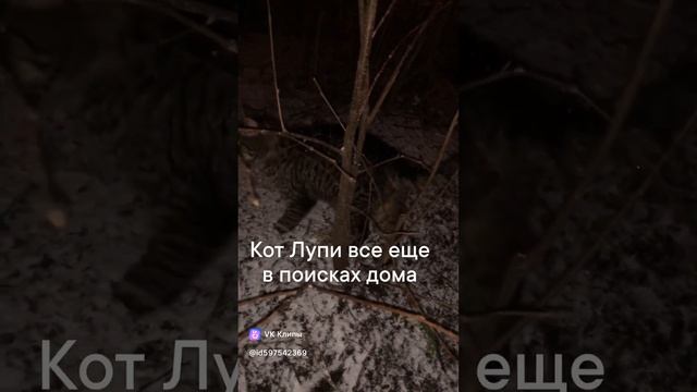 Кот Лупи поет