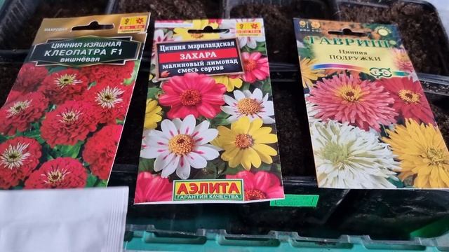 Когда и Как сею Цинии на рассаду🌼🌼🌼