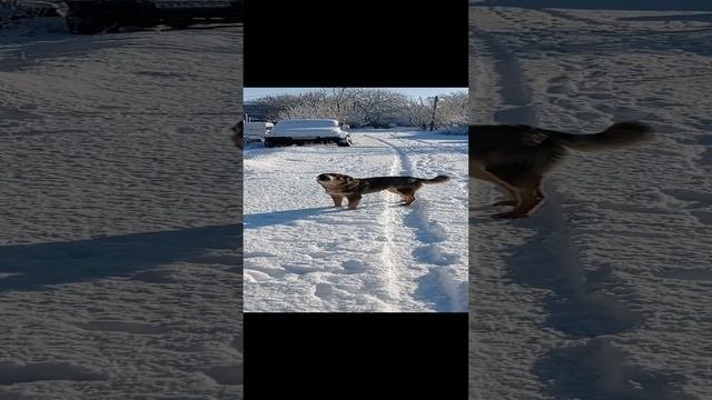 Собака на снегу