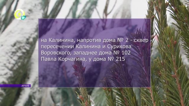 Давеча | 13.12.2024 |В Кирове откроются елочные базары