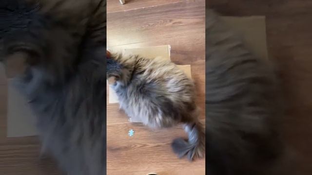 Вижу коробку - сажусь в коробку#котики #кот #пушистики #cat