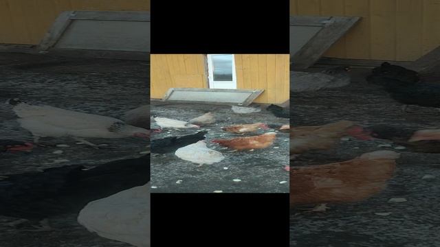 Кабачки курочкам🐔 в декабре очень полезен☝ Хозяюшка Лапа не даст соврать 🤠