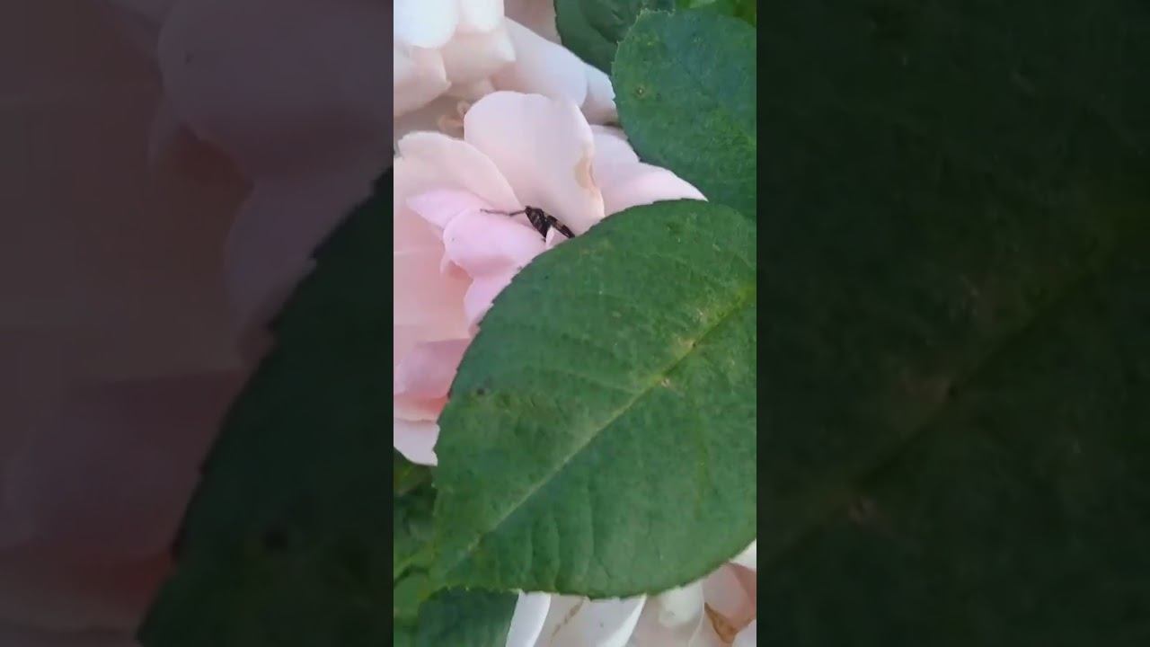Дарите женщинам цветы  #актер_михаил_осипив