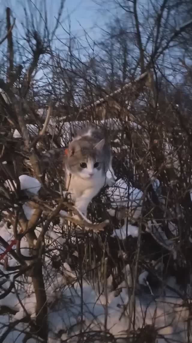 Кабы не было зимы...никогда не знали б мы этих дней веселых. #кошки