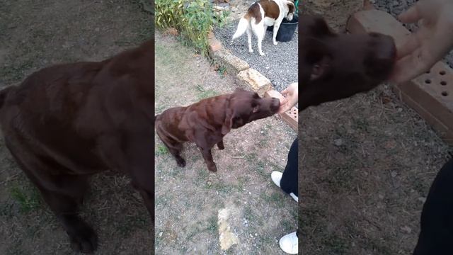 -дайте, что нибудь!) #labradordog