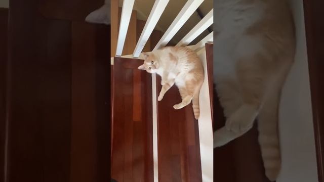 Я слаййм