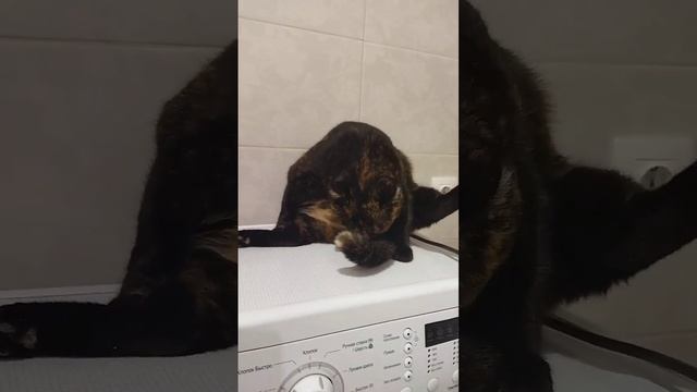 Работница года#котики #милота #толстыйкот #кошка