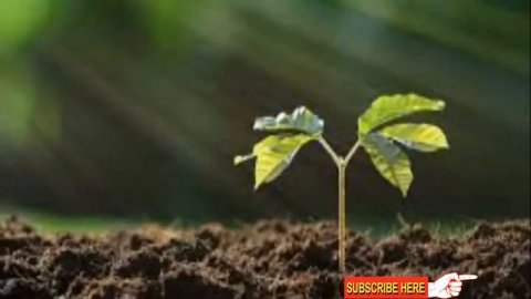 Jaggery|Magical Organic Garden Fertilizer Promoter