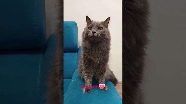Она не работает, у нее лапки #котики