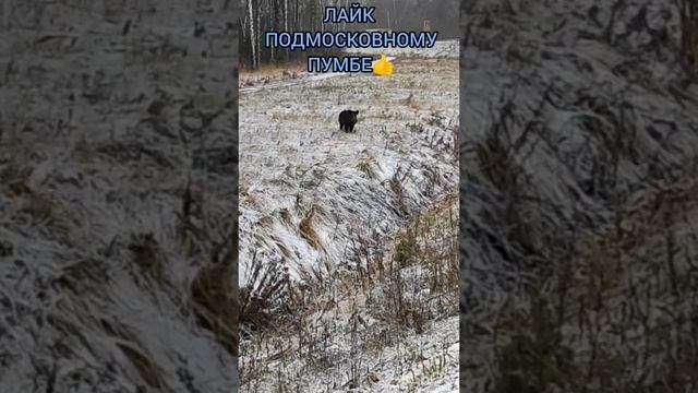 Подольский ПУМБА.
